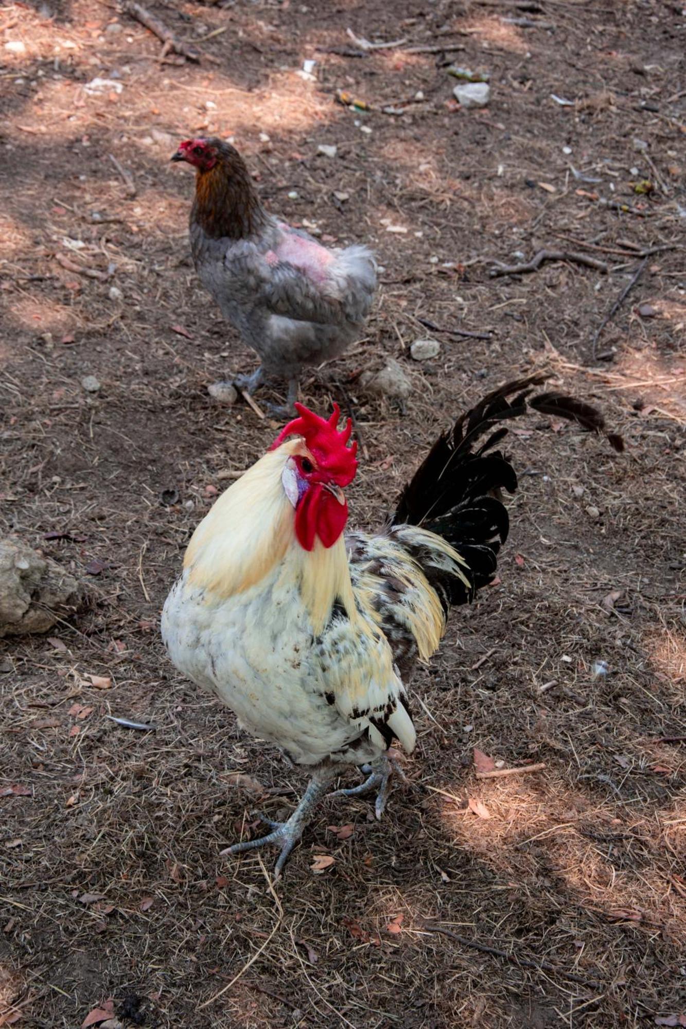 Pres Du Zoo De Beauval, Gites Agreable "Au Havre De Paix" Couffy Esterno foto